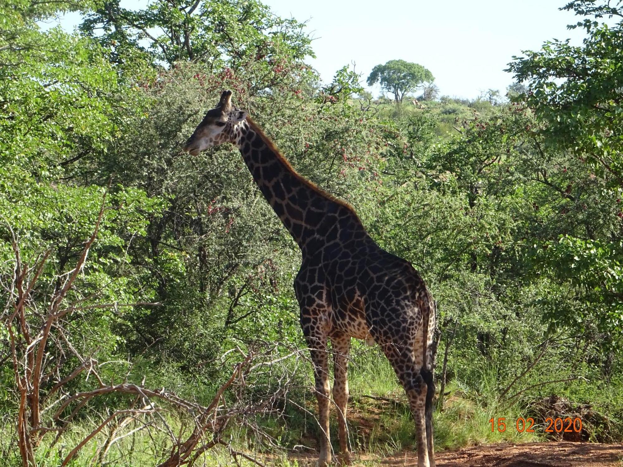 Limpokwena Nature Reserve Tokio Exterior foto