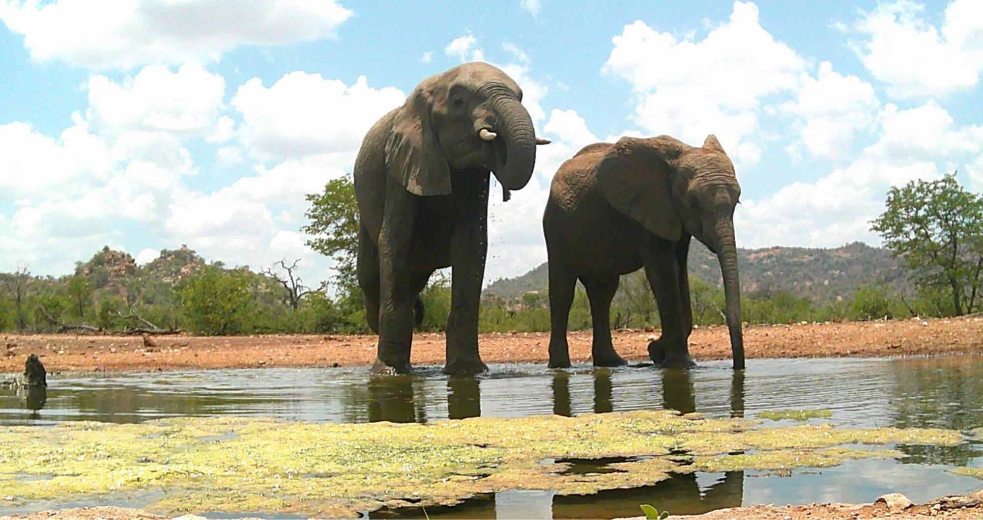Limpokwena Nature Reserve Tokio Exterior foto
